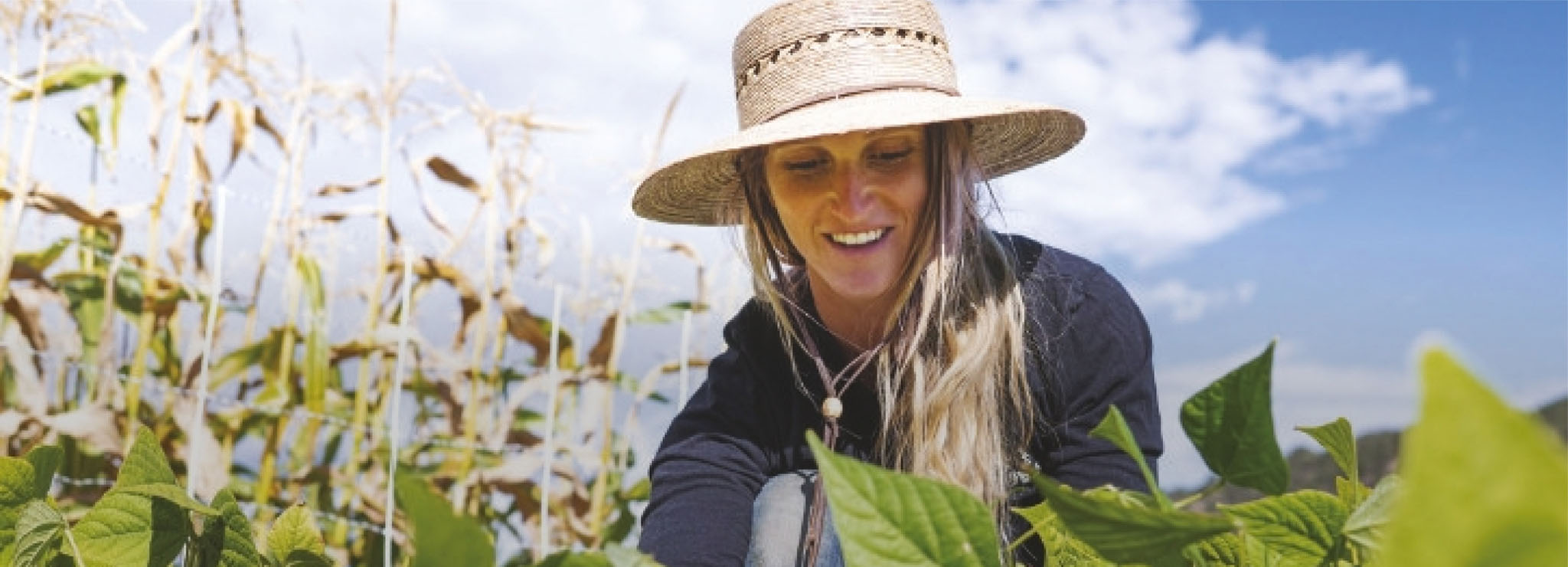 Harper Kaufman, owner of Two Roots Farm, harvest green beans in the field on the property in Emma on Tuesday, Sept. 27, 2022.