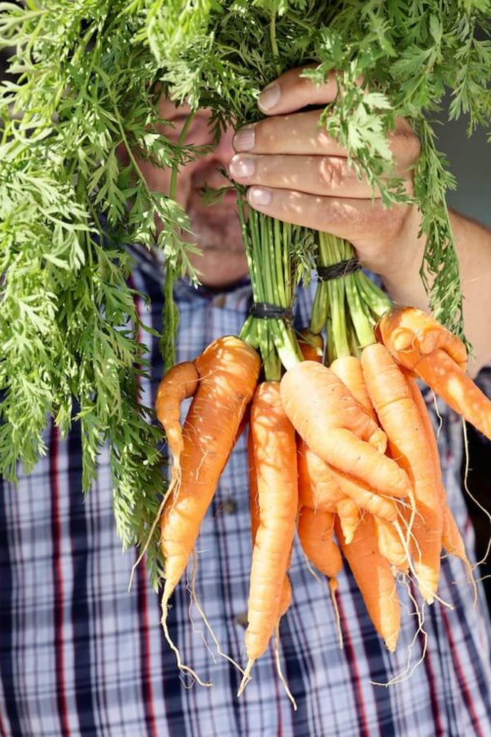 Image of a bushel of carrots