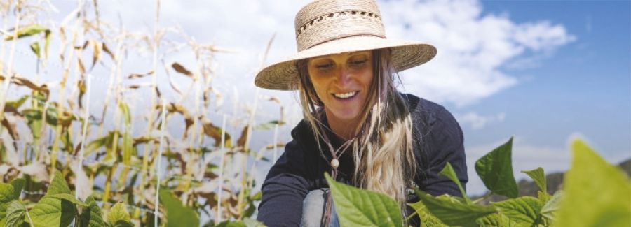Harper Kaufman, owner of Two Roots Farm, harvest green beans in the field on the property in Emma on Tuesday, Sept. 27, 2022.